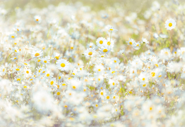 8-994_daisies_web