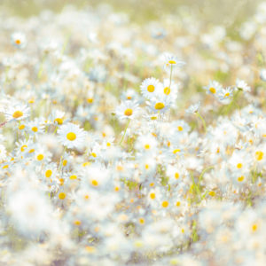8-994_daisies_web