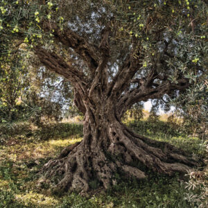8-531_olive_tree_ma