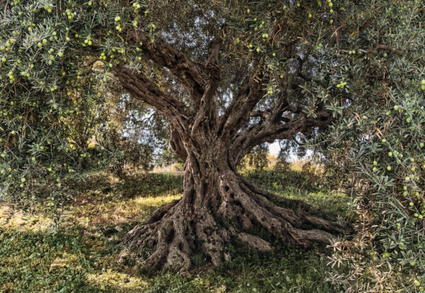 8-531_olive_tree_ma