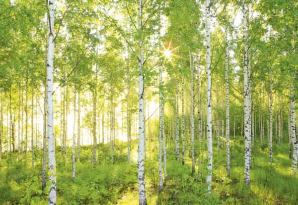 POSTER MURAL REF = 8-519 ; DIMENSIONS = 368 CM X 254 CM